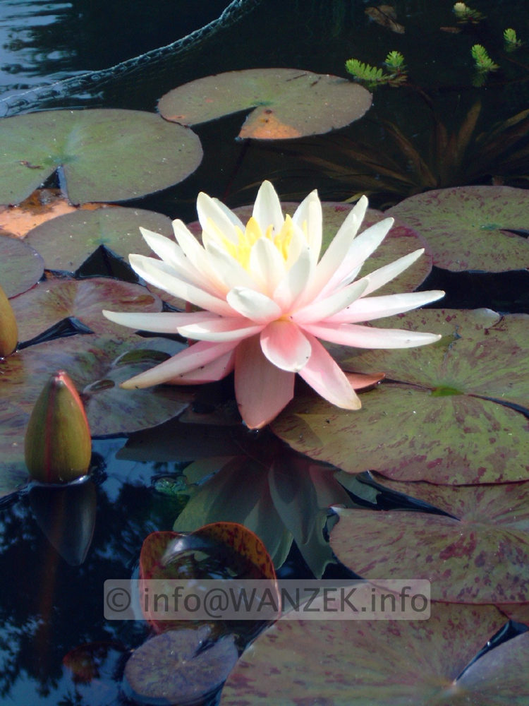 Nymphaea Sunny Pink-3.jpg